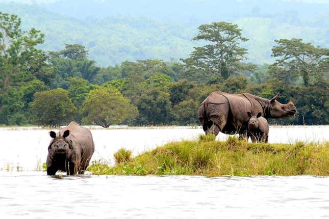 Adult rhinos with a calf at a highland during a flood at Kaziranga National Park in Bagori range of Nagaon district of Assam, India.