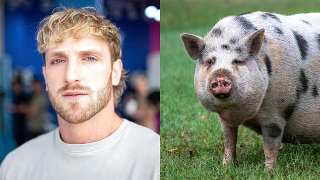 Image for article titled Logan Paul Challenges Abandoned Pet Pig To Boxing Match