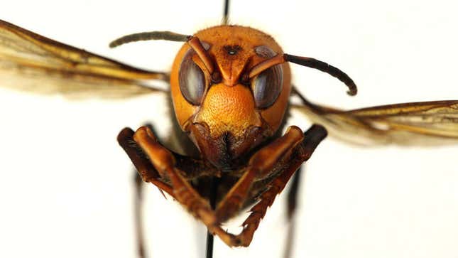 An Asian Giant Hornet up close and personal.