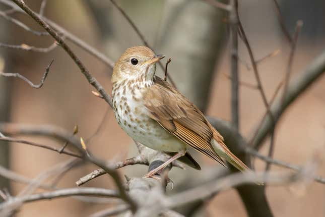 Hermit thrush in Brooklyn, photographed on a walk while social distancing.