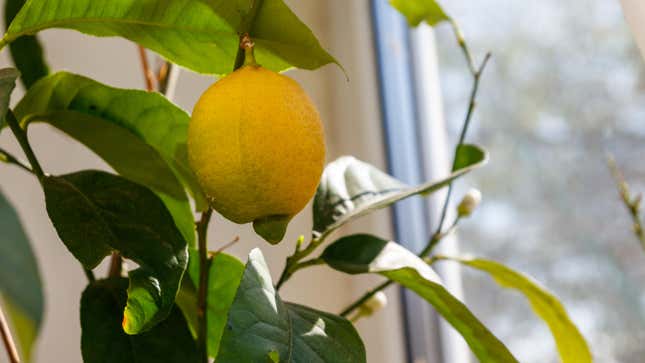 Image for article titled How to Grow a Lemon Tree Indoors