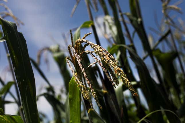 Mexico wants to ban GM corn for human consumption, despite strong US objections.