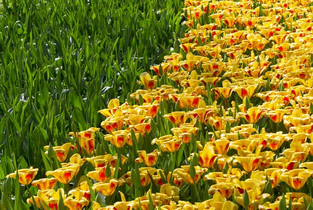 Image for article titled Photos: Fields of flowers look like modern art from above