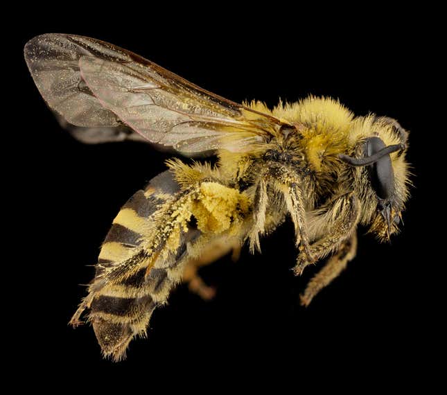 Colletes hederae
