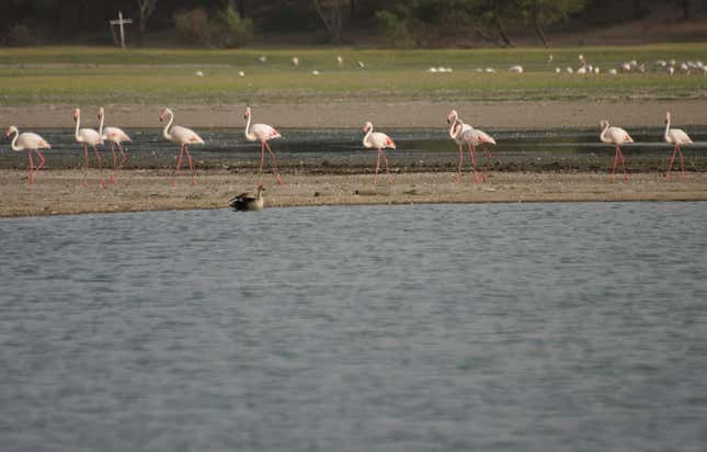 Thol Lake in Gujarat, today a biodiverse wildlife hub, could be affected by pollutants in the long run.