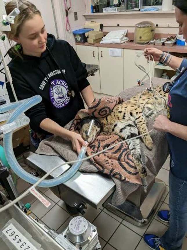 Imagen para el artículo titulado Encuentran a un gato salvaje africano en Ohio. Da positivo por cocaína