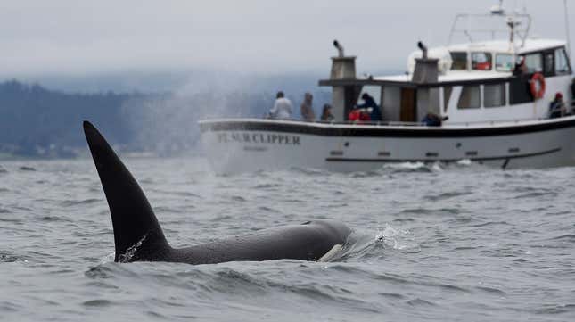 Image for article titled Solidarity! Orcas Are Sinking the Rich