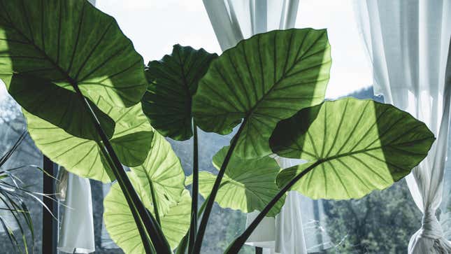 Image for article titled 12 of the Best Houseplants With Obscenely Large Leaves