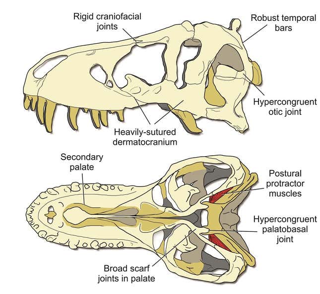Imagen para el artículo titulado Descubren cómo hacía el T-Rex para no destrozarse el cráneo con la fuerza de su propio mordisco