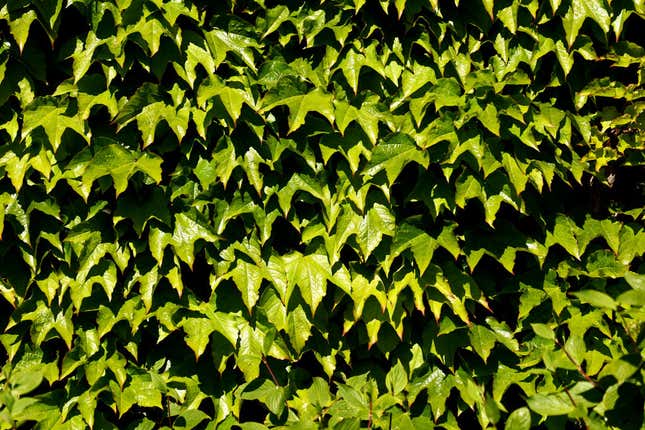 A dense wall of English ivy leaves. 