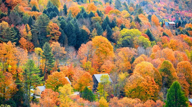 Image for article titled Your Fall Travel Needs This Foliage Map