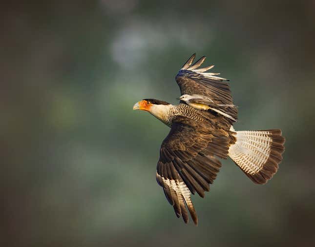 Image for article titled Photos: The beautiful birds that may soon be lost to climate change