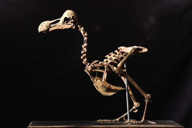 The skeleton of a dodo, one species targeted by de-extinction efforts.