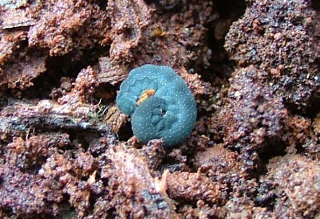 Velvet worm.
