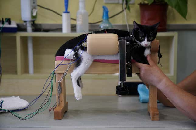 A cat receives treatment at Shanghai TCM (Traditional Chinese Medicine) Neurology and Acupuncture Animal Health Center, which specialises in acupuncture and moxibustion treatment for animals, in Shanghai, China, August 9, 2017. REUTERS/Aly Song SEARCH "ACUPUNCTURE" FOR THIS STORY. SEARCH "WIDER IMAGE" FOR ALL STORIES. - RTS1COLS