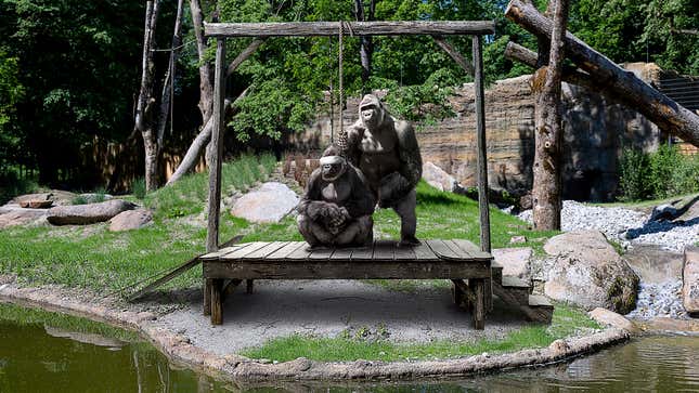 Image for article titled Parents At Zoo Shield Children’s Eyes From Gorillas Having Public Execution