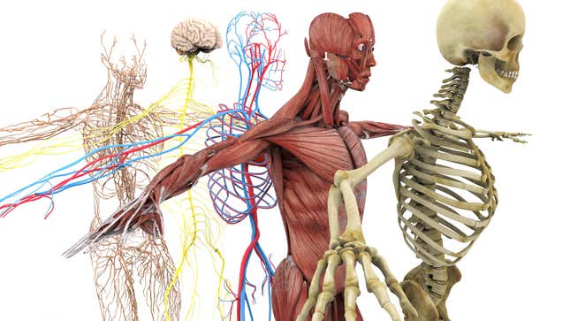 Imagen para el artículo titulado 13 curiosos datos sobre el cuerpo humano que probablemente nunca habías oído