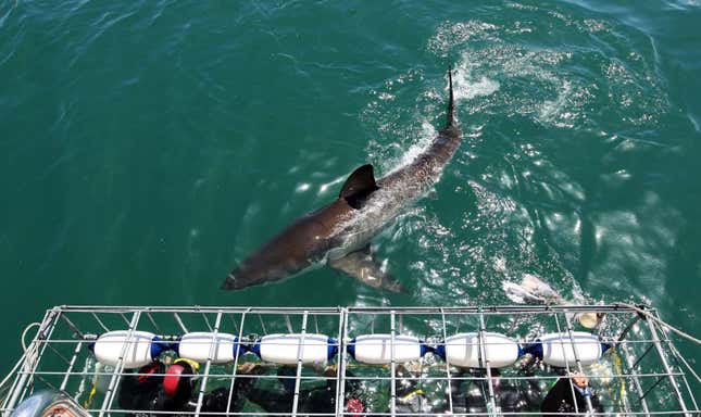Imagen para el artículo titulado Los biólogos marinos ofrecen una rara oportunidad de conocer a un gran tiburón blanco