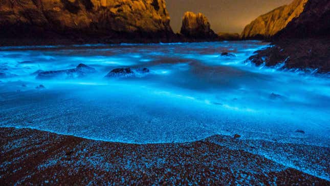 A beach featuring the gorgeous blue glow of red Noctiluca scintillans.