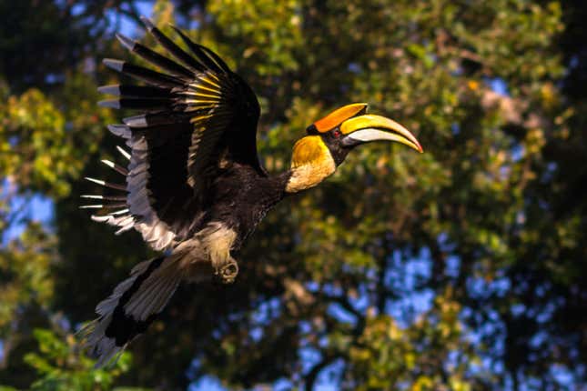 A great Indian hornbill in its natural habitat in the Western Ghats.