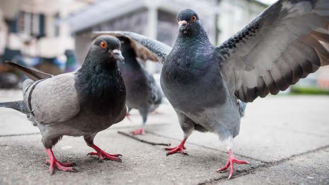 Image for article titled How to Get Rid of a Bunch of Asshole Pigeons