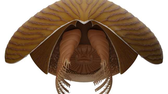 Una interpretación artística del T. gainesi.