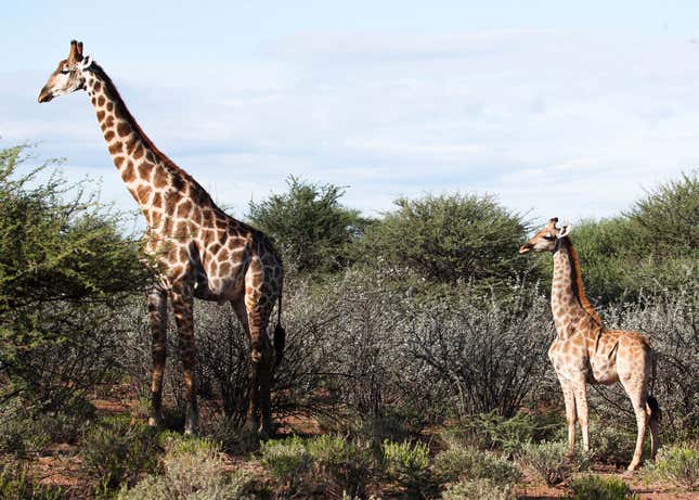 The dwarf giraffe Nigel (right) next to an adult male (left) in Namibia, March 2018
