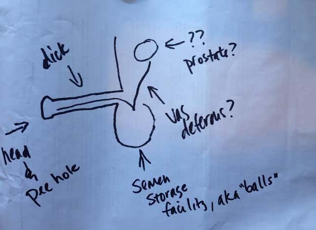 Image for article titled Can You Draw an Anatomically Correct Penis? An Experiment