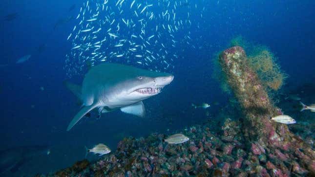 A citizen-scientist photo of a female sand tiger shark swimming near a shipwreck. 