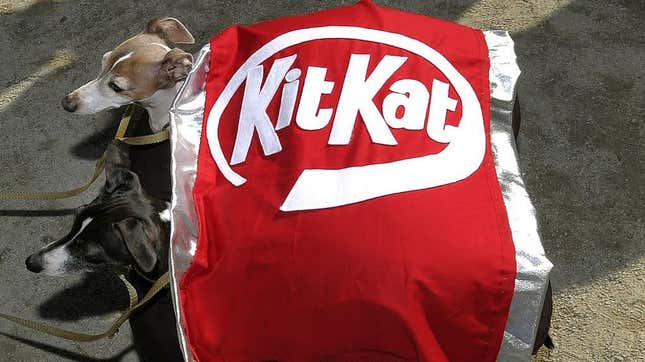 Two dogs dressed as a Kit Kat for Halloween