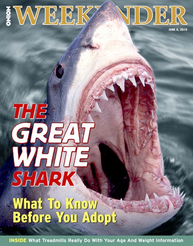 Image for article titled The Great White Shark: What To Know Before You Adopt