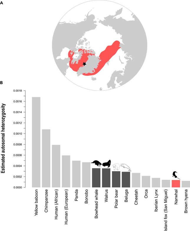 Above, a map of the narwhal’s distribution in the Arctic; below a graph of the narwhal’s genetic diversity compared to other animals, with similar marine animals in black