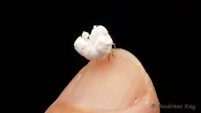 Imagen para el artículo titulado Un fotógrafo descubre un insecto con forma de palomita en la selva de Ecuador