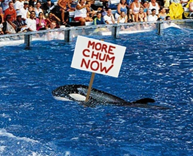 Image for article titled SeaWorld Whales Demand 10 Percent Chum Increase