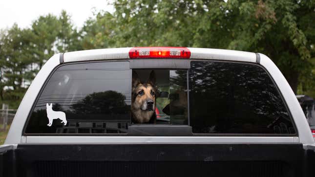 Image for article titled Uber&#39;s Making It Easier to Bring Your Pet for the Ride—and Don&#39;t You Dare Ruin This for Me