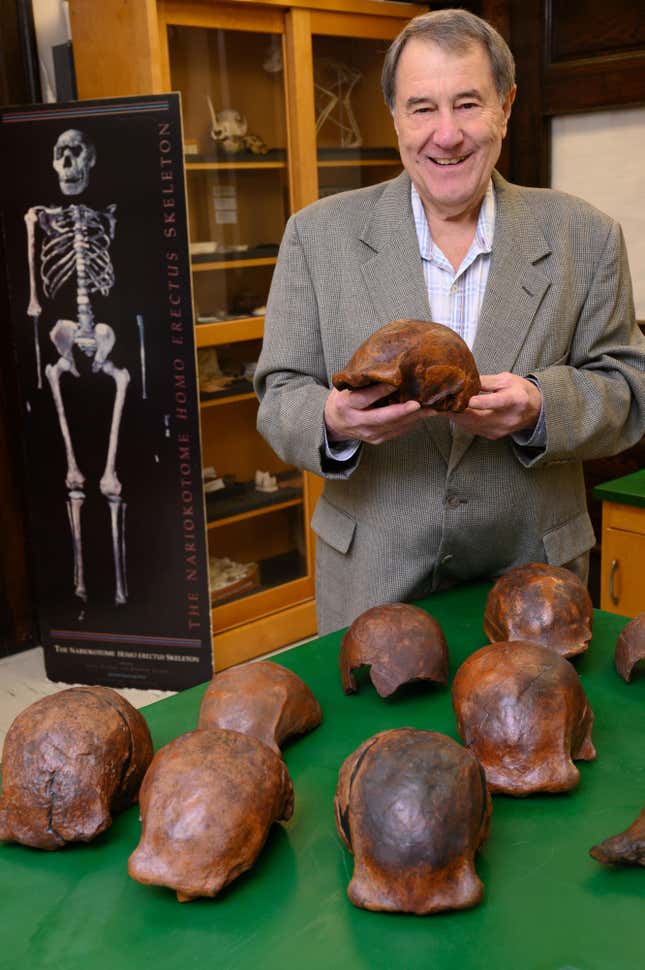 Paleoanthropologist Russell Ciochon with a collection of Homo erectus fossil replicas from Ngandong.