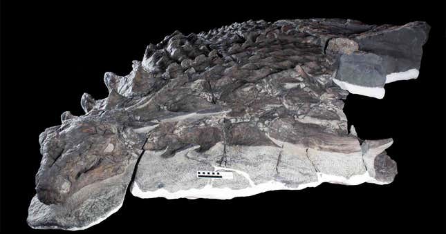 The Borealopelta markmitchelli fossil.