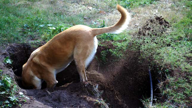 Image for article titled How to Deal With Your Dog&#39;s Incessant Digging