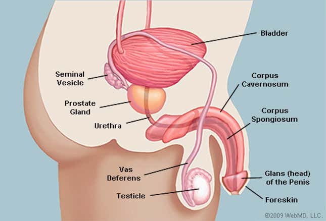 Image for article titled Can You Draw an Anatomically Correct Penis? An Experiment