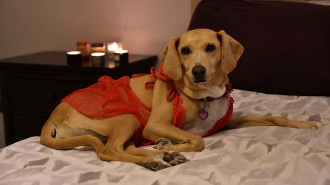 Image for article titled Woman Surprises Husband Returning From Long Day Of Work By Dressing Dog Up All Sexy