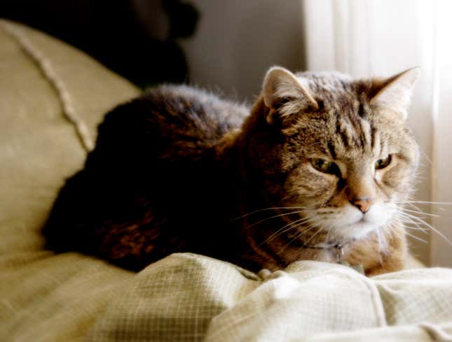 Image for article titled Cat Totally Unaware Its Owner Aaron Eckhart