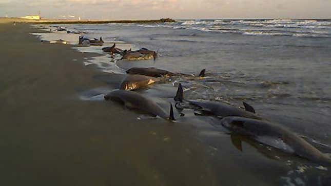 Image for article titled Whales Beach Selves In Attempt To Purchase 'The Onion Book Of Known Knowledge'
