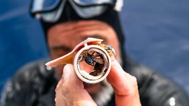 El nadador Ben Lecomte observa a unos cangrejos dentro de un pedazo de plástico.