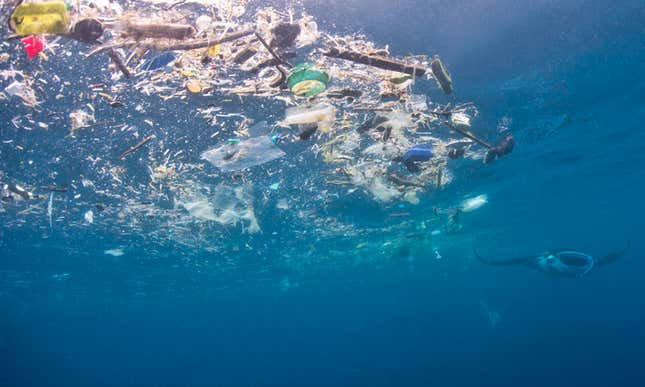 Manta feeding in trash, Indonesia