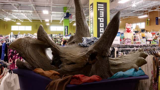 Image for article titled Paleontologists Unearth Rare, Mint-Condition Triceratops Skull In Goodwill Bin