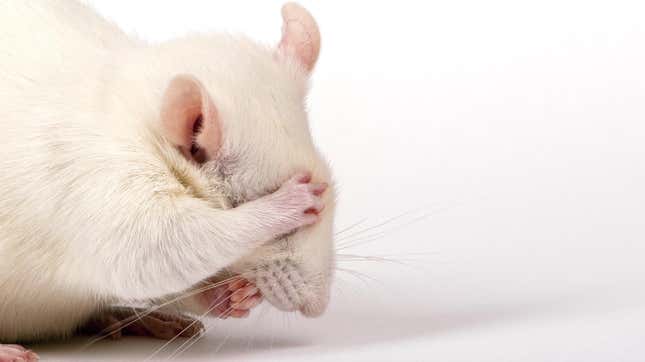 Image for article titled Drunk Mice Avoided Hangovers Thanks to a Probiotic