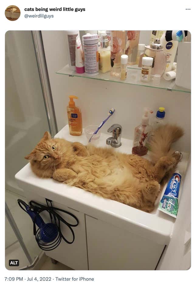 A very furry orange cat lies on their back in a sink.
