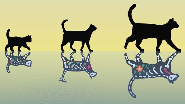 An illustration showing increasingly heavy cats, and their alive (top) and dead (below) states.