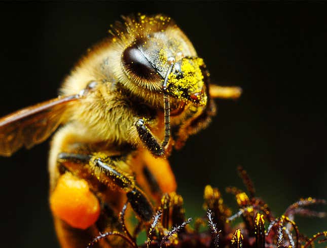 Image for article titled Bee Mashing Face Into Pollen Like Miami Drug Lord