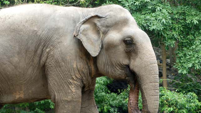 Image for article titled Clever Elephant Starts Peeling Her Bananas After Seeing Humans Do It